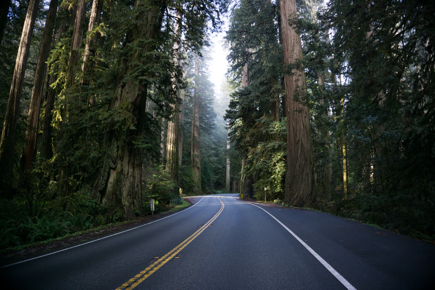 A car traveling along a tree-lined road